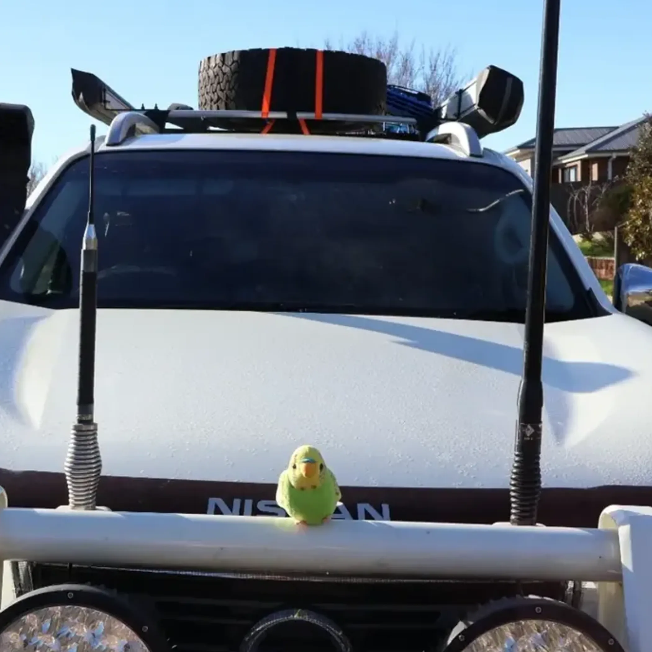 australian outback vehicle with budgie
